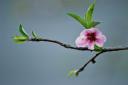  I like the blue farm building behind the pink peach blossom.