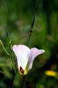   Butterfly Mariposa Lily