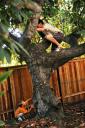  Daddy IN the avocado tree playing hide-and-go-seek with Jerome.