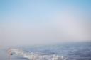  There you can see the fog rolling in, and Seth RUNNING back and forth along the beach. He would run along the edge of a wave as it receded and then another one would chase him back toward shore. He was absolutely careless and free!