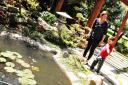  Koi and lilly pond, there were beautiful pink blooms!