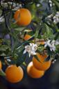  I love how the orange tree blossoms with fruit still on the tree, it’s so pretty!