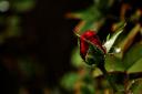  Jerome told me about this flower “There’s a red flower in it’s bud!”.