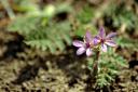  these were so tiny and growing on th path we were stepping on them!