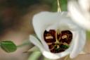  mariposa lilies