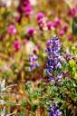  Lupins and owl’s clover