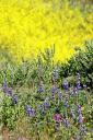  Lupins, owl’s clover, and mustard