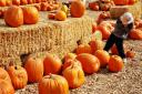  Seth checking out the funny pumpkins.