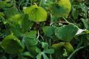 And Miner’s Lettuce…