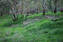  Isn’t this a beautiful place? Little Tejunga Canyon, I think.