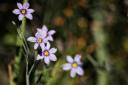  Peter wanted to show us the wildflowers…