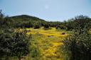  rolling hills crowning field of gold