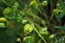  miner’s lettuce