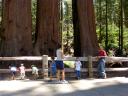  We met up with the family and stopped to see the Redwoods before driving over the pass to the campground.