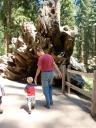  One of the fallen trees created a tunnel we could walk through!