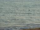  and the cormorant went back to sea.